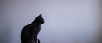 Black cat silhouette sitting in profile against soft gradient background, mysterious feline pose for pet care, veterinary, Halloween designs.