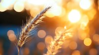 Single wheat ear against warm golden sunset with soft bokeh lights creating peaceful agricultural scene for harvest season concepts.