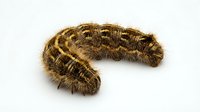Hairy brown caterpillar larva with segmented body and fine bristles on white background, suitable for educational and nature content.