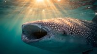 Whale shark swimming underwater with mouth open feeding, sunlight rays penetrating turquoise ocean water creating dramatic marine wildlife scene.