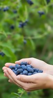 Child's hands holding freshly picked blueberries with blueberry bush and green foliage blurred in background, suitable for organic food, agriculture, and harvest themes.
