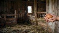 Farmer holding fresh brown egg in hands inside rustic wooden barn with natural light streaming through window, agricultural production and organic farming concept.