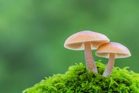 Delicate pink mushrooms growing on bright green moss against blurred forest background, showcasing natural woodland flora in soft morning light.