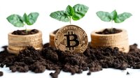 Green plant seedlings growing from soil with golden bitcoin cryptocurrency coin, symbolizing digital finance growth and sustainable blockchain investment.