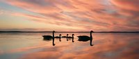Silhouettes of geese swimming on calm lake water during golden sunset with dramatic orange and pink clouds reflected in surface creating peaceful nature scene.