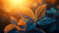 Young plant leaves backlit by golden sunset light creating magical nature atmosphere with teal and orange contrast, shallow depth of field composition.