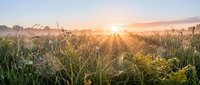 Sunrise over misty cornfield with golden light breaking through fog, ideal for agricultural, nature, and harvest-themed projects.