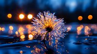 Delicate dandelion seed head with water drops reflecting golden bokeh lights against dark blue background, creating magical nature macro photography effect.