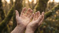 Mature hands cupped together with glowing particles floating above, set against blurred green foliage background. Suitable for wellness, spirituality, healing, and personal growth concepts.