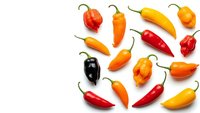 Colorful hot chili peppers collection isolated on white background for cooking spice ingredient design and culinary projects.