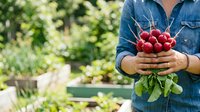 Farmer in denim shirt holding fresh red radishes with green leaves in garden setting, ideal for agriculture and organic produce marketing materials.