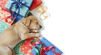 Cute golden retriever lying among colorful wrapped gift boxes and festive ribbons on white background, perfect for holiday greeting cards and seasonal marketing materials.