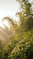 Morning sunlight filters through misty bamboo forest with dew-covered leaves in foreground, creating serene natural landscape for wellness and nature themes.