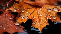 Raindrops glistening on fallen orange maple leaf in autumn, macro photography showing detailed water droplets and leaf texture on dark background.