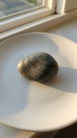 Fossilized mussel shell with detailed ridged texture displayed on white ceramic plate near sunlit window, showcasing ancient mollusk remains for paleontology and natural history collections.