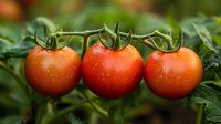 Fresh ripe tomatoes on vine with water droplets, vibrant red color against green foliage background, macro food photography for healthy eating concept.