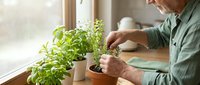 Senior Caucasian man tending to fresh basil herbs in terracotta pots on sunny windowsill, indoor gardening and sustainable living at home.