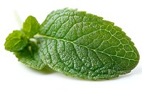 Fresh mint leaf with detailed texture and water droplets on white background, macro photography showing natural veins and structure. Isolated herb for culinary designs.