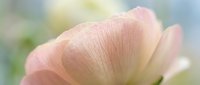 Soft pink peony petals with delicate texture and gentle sunlight, suitable for floral backgrounds, spring designs, and nature-themed projects.