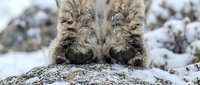 Lynx paws close-up on snowy rock in winter wilderness showing detailed fur texture and wild cat anatomy for wildlife and nature content.