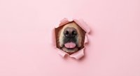 Funny dog with tongue out peeking through torn pink paper hole, playful pet portrait for greeting cards and social media content.