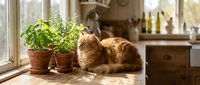 Orange tabby cat resting peacefully beside potted herbs on sunny kitchen windowsill creating cozy domestic atmosphere for home decor and lifestyle content.