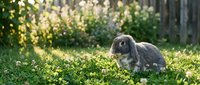 Fluffy gray rabbit hopping through lush green grass and clover in sunny outdoor garden setting, suitable for pet care and nature content.