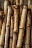 Natural bamboo stems in warm brown and beige tones showing detailed nodes and texture, arranged in vertical composition for botanical and zen design projects.