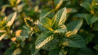Fresh green mint leaves growing in garden with natural sunlight creating warm golden glow on textured foliage for culinary and herbal applications.