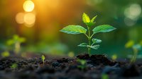 Young green seedling growing in fertile soil with water drops and natural bokeh sunlight background, representing growth, new beginnings and sustainability.
