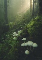 Mystical forest scene with glowing white mushrooms growing along mossy ground, illuminated by ethereal sunbeams filtering through misty green woodland canopy.