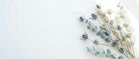 Dried eucalyptus branches with silver-green leaves arranged on white background for natural botanical decoration and spa wellness design.