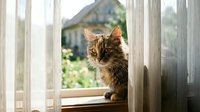 Adorable tabby cat sitting by sunny window with garden view, domestic pet relaxing indoors on wooden windowsill during golden hour lighting.