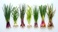 Fresh spring onions and scallions with roots arranged in row on white background, showing variety of green vegetables for cooking and culinary use.