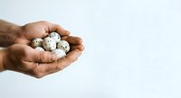 Hand holding speckled quail eggs on white background, suitable for food, cooking, nutrition, and culinary design projects.