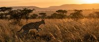Serval wildcat hunting in golden African savanna grassland during sunset with acacia trees and mountains in background creating warm wildlife scene.