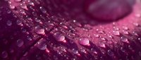 Macro shot of water droplets on a textured magenta surface with shallow depth of field, creating an abstract background for design and creative projects.