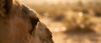 Closeup of camel head in desert landscape with warm golden sunlight, suitable for travel and wildlife stock photography.