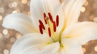 White lily flower with red stamens and yellow center against soft bokeh background, suitable for floral designs and botanical projects.