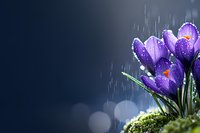 Purple crocus flowers blooming in spring rain with water droplets on petals against dark blue background with bokeh light effects and moss.