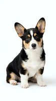 Adorable tricolor corgi puppy sitting on white background, isolated for pet care designs, veterinary marketing, dog training materials and animal lover projects.