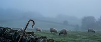 Wooden walking stick rests on stone wall while sheep graze in misty rural pasture landscape during early morning fog.