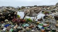 Shorebird foraging among plastic waste and marine debris on polluted beach, highlighting environmental pollution and ocean contamination impact on wildlife.
