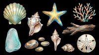 Seashells, starfish, and coral isolated on transparent background. Ready for clipart, t-shirt designs, stickers, sublimation, print-on-demand products, and digital crafts.