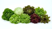 Assorted fresh lettuce varieties including romaine, iceberg, and leafy greens isolated on white background, ready for culinary, nutritional, and organic food design projects.