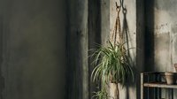 Hanging spider plant in macrame planter against concrete wall creates modern bohemian interior design aesthetic for home decor and urban living spaces.