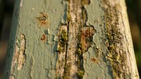 Weathered wooden surface with peeling green paint and exposed aged wood grain texture, suitable for backgrounds and design projects.
