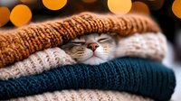 Adorable tabby kitten peeking through stack of cozy knitted sweaters with warm bokeh lights creating festive atmosphere for autumn winter fashion concepts.