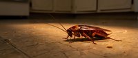 Large brown cockroach crawling on kitchen floor tiles under warm lighting. Pest control and household hygiene concept for educational materials.