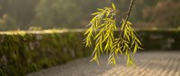 Fresh green willow branches hanging gracefully over stone pathway in peaceful garden setting. Natural spring foliage creates serene outdoor atmosphere.